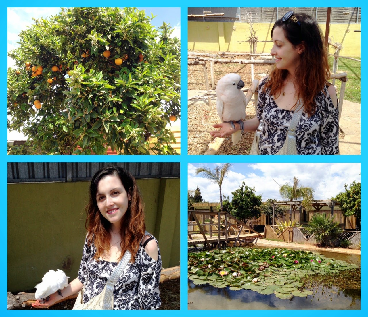 El Jardin de Papagayo à Peñiscola en Espagne