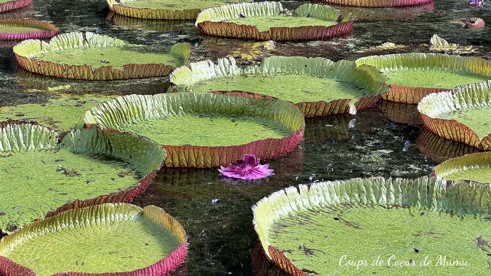 Jardin Pamplemousse Île Maurice