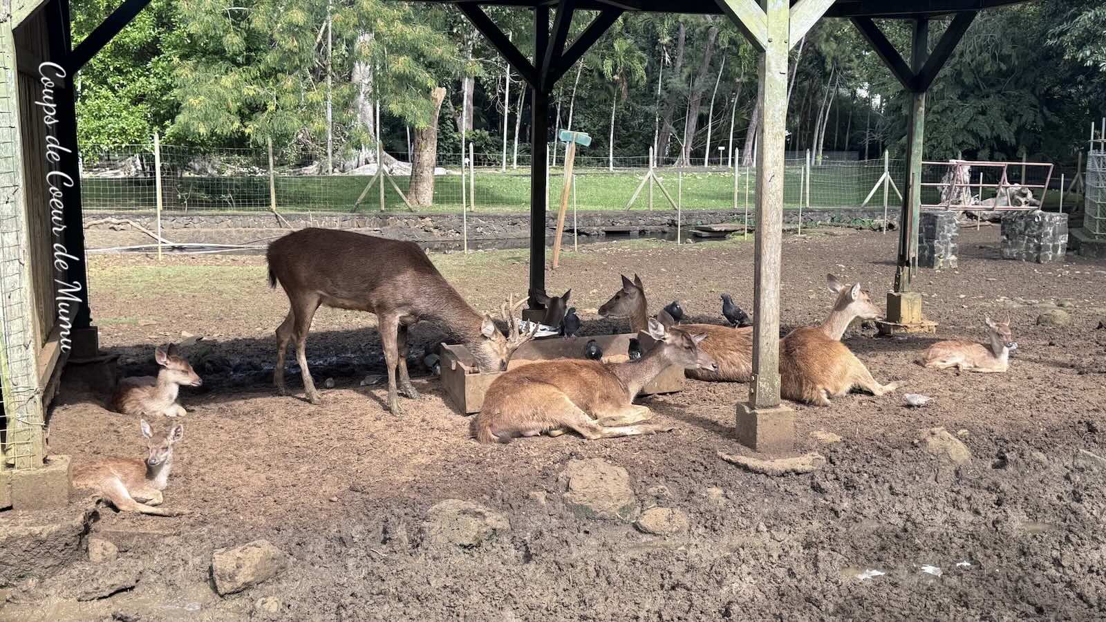 Cerfs géantes du Jardin de Pamplemousses de l'Île Maurice