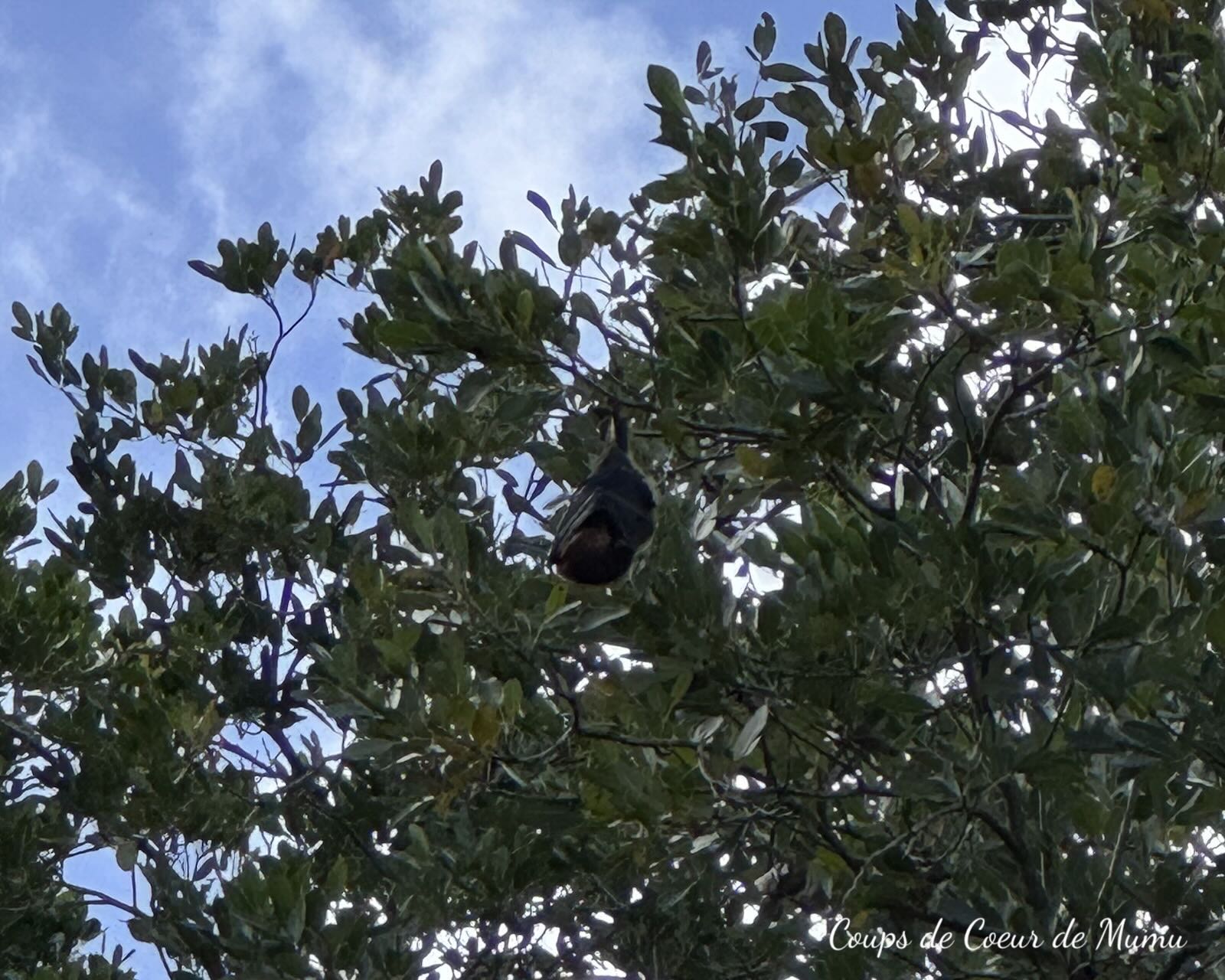 Voyage Île Maurice Jardin de Pamplemousses Chauves-Souris