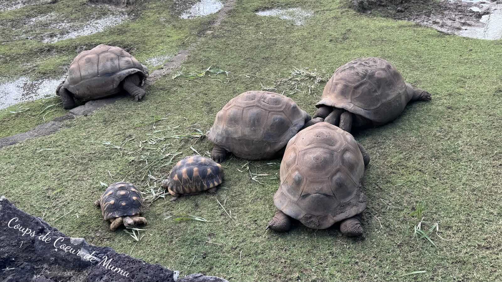 Tortues géantes du Jardin de Pamplemousses de l'Île Maurice