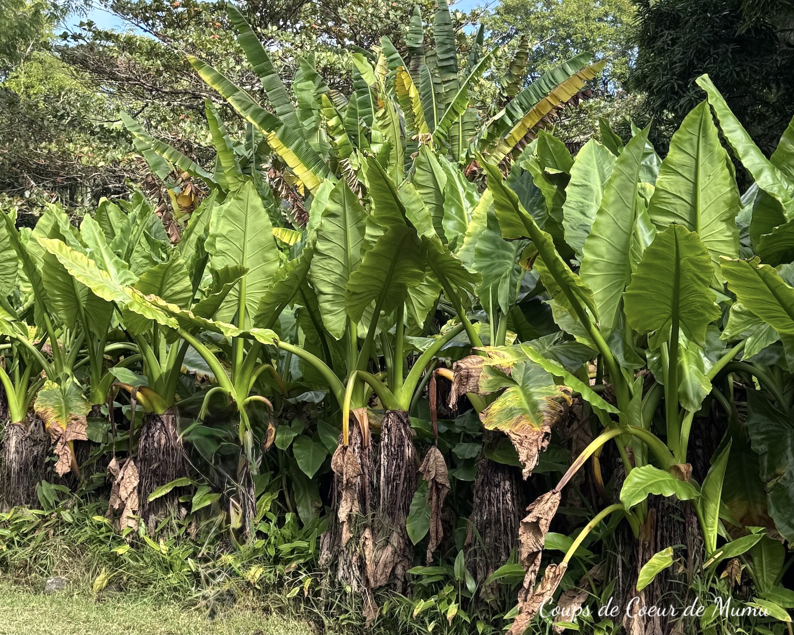 Voyage Île Maurice visites et conseils Jardin de Pamplemousses